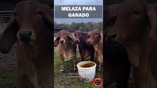 MELAZA PARA TU GANADO MÁS ENERGÍA MÁS CARNE MÁS LECHE ganado rancho campo finca zootecnia [upl. by Attayek]