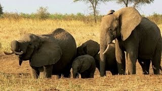 Tanzania Tarangire National Park  Wonderful Elefant Sanctuary [upl. by Colston]