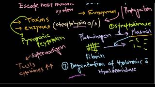 Streptococcus pathogenesis [upl. by Aigroeg659]