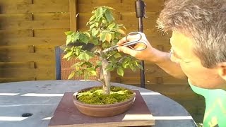 Informal upright hornbeam bonsai 2 [upl. by Nnayelsel]