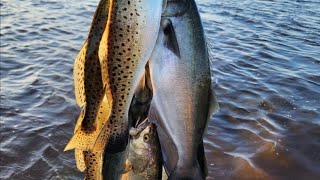 Summer Redfish amp Speckled Trout fishing on the Pamlico Sound [upl. by Enamrahs]