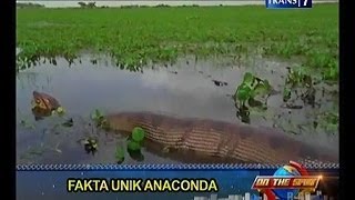 Fakta Unik Anaconda  On The Spot Trans7 [upl. by Raji]