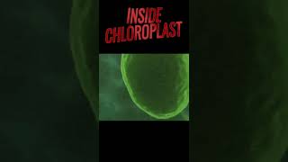 Chloroplast structure  Inside a leaf biology ncert anatomy morphology chloroplast chlorophyll [upl. by Libys]