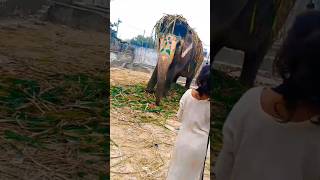 Hathi mere sathi New reels ytb chenal like subscribe funnyanimals [upl. by Eihcra]