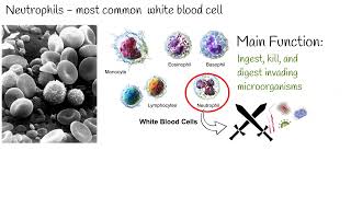 Neutropenia low neutrophil count What causes low Neutrophil level [upl. by Dnalor909]