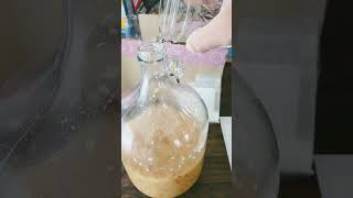 Making Hard Crab Apple Cider Part 2 cider homebrew hooch crabapple homemade [upl. by Esinek]