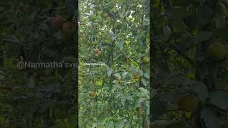 Austriaல ஆப்பிள் கிடைக்கும் தெரியும் ஆனா இப்படியா 🤣👌🍎🍏austria shortsfeed ytshorts tamil [upl. by Icyaj25]