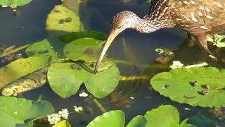 Limpkin eating snails on Spatterdock [upl. by Chappie]