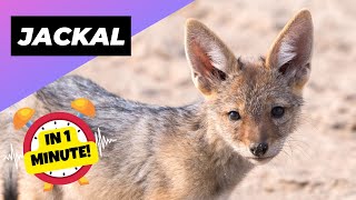 Jackal 🦊 Meet Africas Misunderstood Predator  1 Minute Animals [upl. by Rockel121]