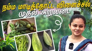 நம்ம மாடித்தோட்டத்தின் முதல் விளைச்சல்🤩  Our Terrace Garden Harvesting  Anithasampath Vlogs [upl. by Heilman715]