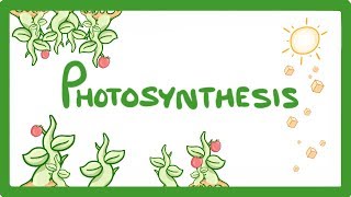 GCSE Biology  Photosynthesis 48 [upl. by Koslo794]