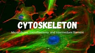 Cytoskeleton Microtubules Microfilaments and intermediate filaments [upl. by Kreg]