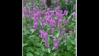 Stachys Hummelo [upl. by Karrie]