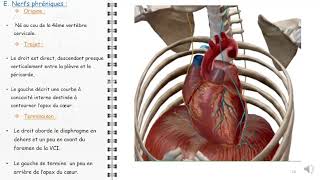 ANATOMIE FMPM MEDIASTIN [upl. by Holzman]