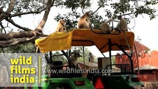 Group of Langurs sit on top of a tractor in Ranthambhore  Trampoline for monkeys in Rajasthan [upl. by Callery848]