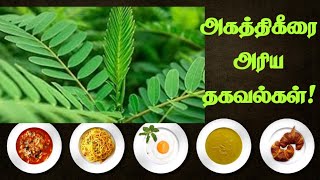 💥அகத்திகீரை அரிய தகவல்கள்  benefits  tamil  spinach [upl. by Broome]