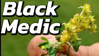 How To Get Rid of Black Medic Weeds In Your Lawn [upl. by Castera736]