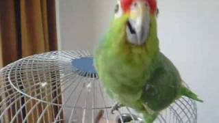 Parrot dancing to HipHop Low [upl. by Maxima]