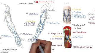 VEINES SUPERFICIELLES DU MEMBRE SUPÉRIEUR [upl. by Etireuqram]