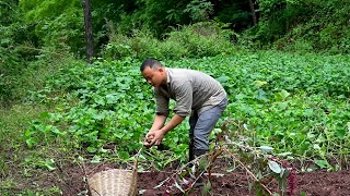 Red Sweet Potato Rice  Organic Countryside Delicacy [upl. by Leribag]