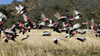 Les agriculteurs australiens combattent ainsi plus de 17 millions de perroquets sauvages [upl. by Jefferey]