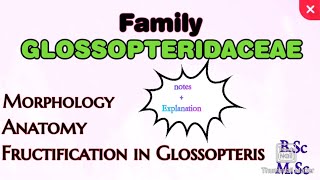 Family Glossopteridaceae Fructification in Glossopteris Notes on Glosspteris mscbotany [upl. by Nodab]