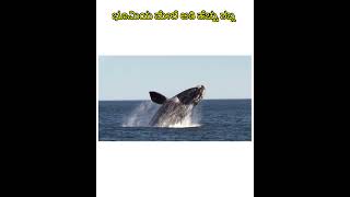 Very Speed Sneak Virya timingila kannada gkknowledgekannada amazingfacts kannadageneralknowl [upl. by Nahtanhoj]