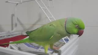 SONU PARROT SINGING MALAYALAM SONG [upl. by Bunnie]