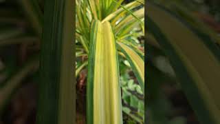 Pandanus pandanus plants nature shortvideo viralshort reels youtubeshorts shorts gardening [upl. by Ardnasela282]