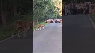 The Tiger cross Road in Kanha tiger sambardeer kanhanationalpark sambhardeer nationalpark [upl. by Ikcir]