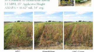 NonSelective Applicators for Palmer Amaranth Control [upl. by Pudens7]