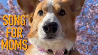 DEAR MOTHERS  Topi the Corgi [upl. by Hurty660]