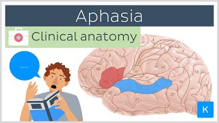 Aphasia Wernickes vs Brocas  Clinical Anatomy  Kenhub [upl. by Oicor351]