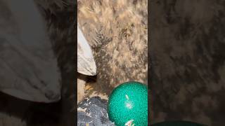 WOW CLOSE UP of an Emu laying a bright green egg animals birds emu education fyp follow [upl. by Aneetsyrk]