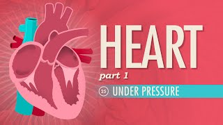 The Heart Part 1  Under Pressure Crash Course Anatomy amp Physiology 25 [upl. by Ardnohs533]