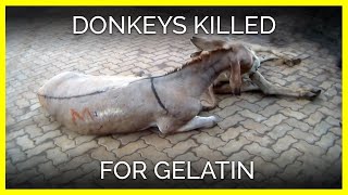 Donkeys Violently Beaten Killed in Kenya for Gelatin [upl. by Astto]