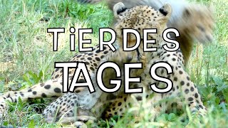 Tier des Tages ► Geparden Baby Boom Tiergarten Zoo Schönbrunn Cheetah [upl. by Aieka]