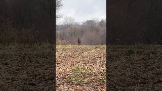 Wisconsin whitetail buck during rut 2024 whitetaildeer whitetailbucks buck hunting whitetails [upl. by Spark]