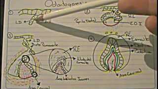 ODONTOGENESIS Logia de la Facultad de Odontología [upl. by Yelnats]