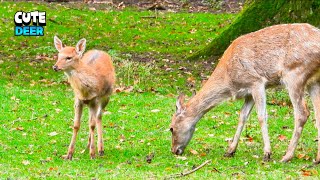 Fascinating Little Deer With Mom [upl. by Donnelly325]