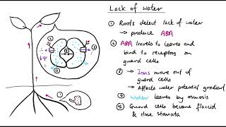 A2 Biology  Plant responses to abiotic stress OCR A Chapter 162 [upl. by Atnahsal]