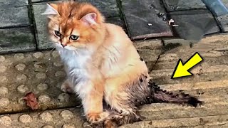 Die Katze stöhnte hilflos unter dem Angriff der Fliegen ihre Beine waren gelähmt [upl. by Jarid]