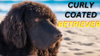 Curly Coated Retriever Pros And Cons  The Good And The Bad [upl. by Rika]