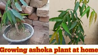 How to grow ashoka tree at home polyalthia longifolia KF gardening [upl. by Haelem770]