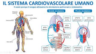 IL SISTEMA CIRCOLATORIO UMANO [upl. by Lidaa716]