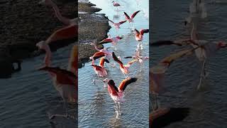 Flamingos Flying At El Calafate In Patagonia Argentina [upl. by Hawk]