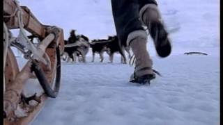 The last Huskies Of Antarctica [upl. by Nadine]