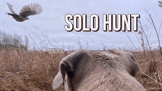 Solo Pheasant Hunt  Dog POV [upl. by Revlys330]