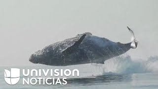 En video El impresionante salto de una ballena fuera del agua [upl. by Eedrahs]