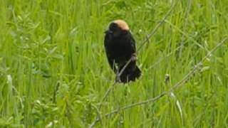 Bobolink Singing [upl. by Jeffery959]